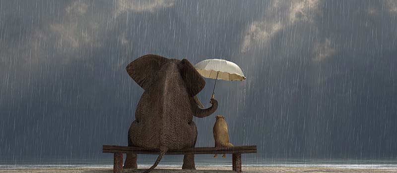 elephant holding umbrella over dog - both sitting on bench in the rain