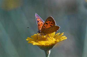 butterfly
