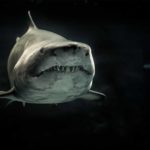 shark in dark water